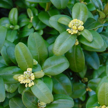 Buxus sempervirens 'Rotundifolia'
